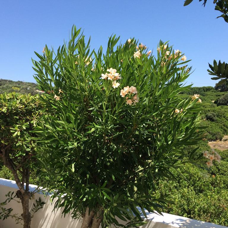 Sea Breeze Apartments Chios Monolia Экстерьер фото