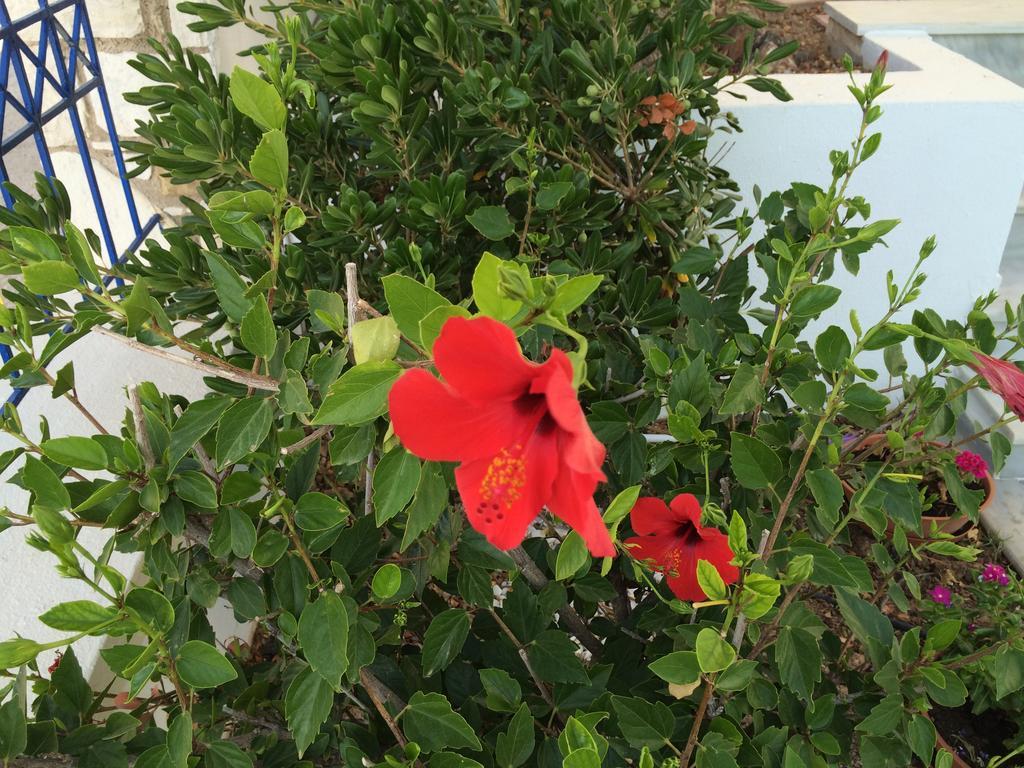 Sea Breeze Apartments Chios Monolia Экстерьер фото